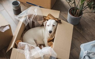 Pet Relocation